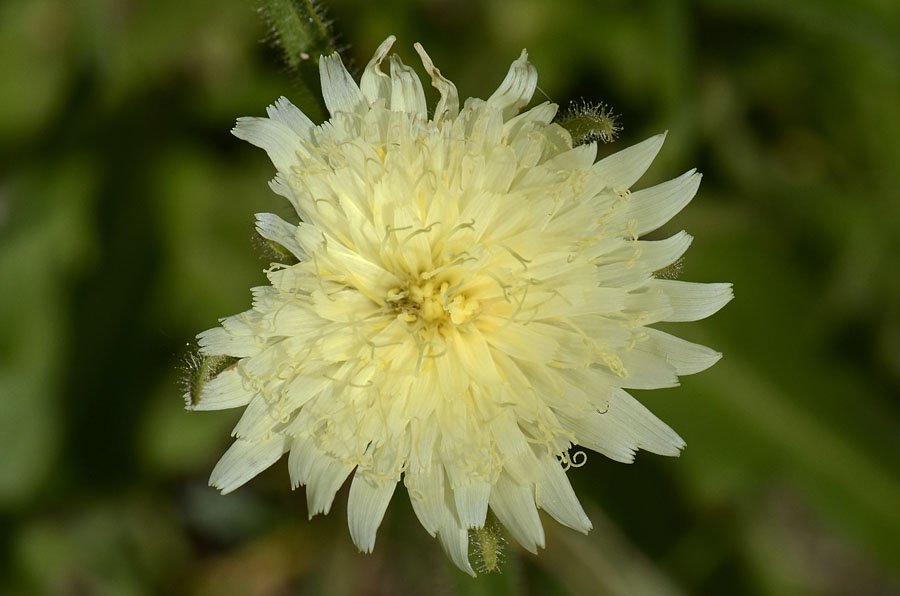 Schlagintweitia intybacea (=Hieracium intybaceum) / Sparviere vischioso